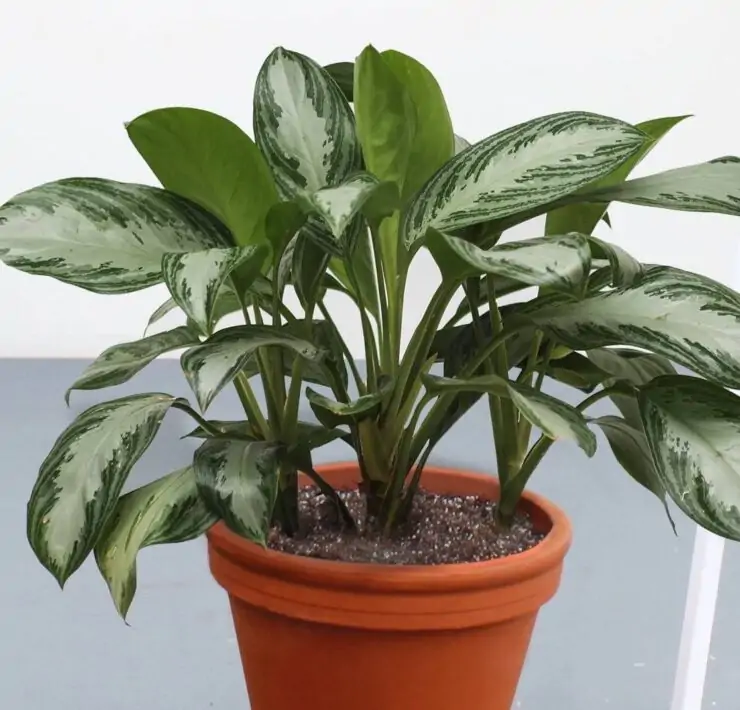 Aglaonema Silver Bay