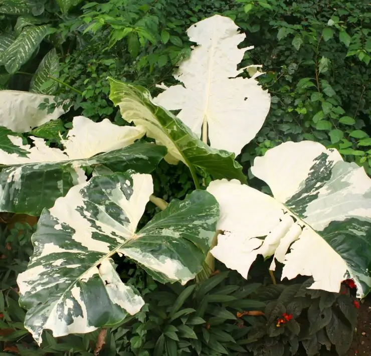 alocasia macrorrhiza variegata