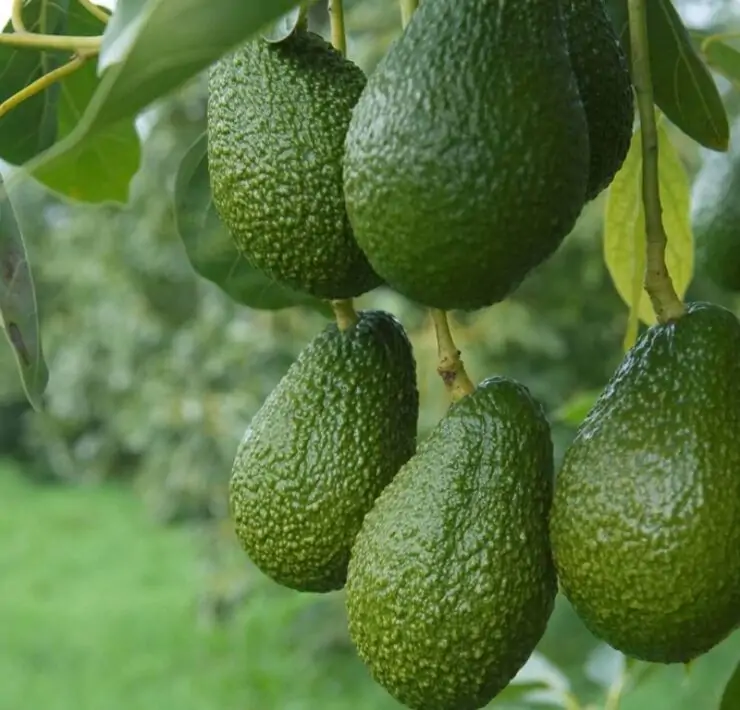 avocado plant