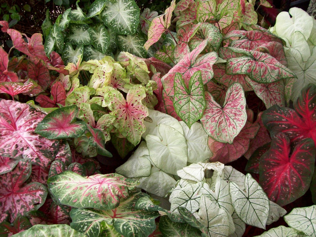 20 Caladium Varieties: Exploring the Best Types of Caladiums