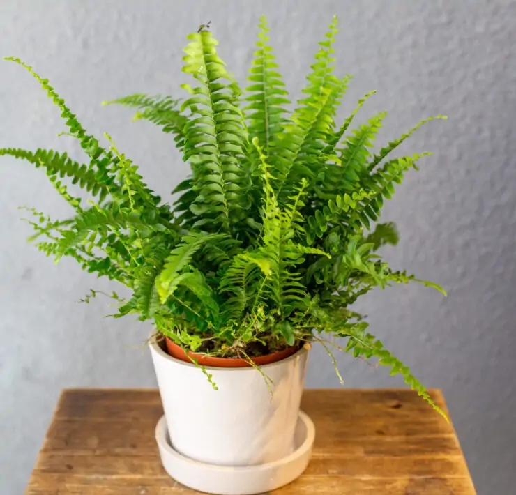 ferm in pot indoors