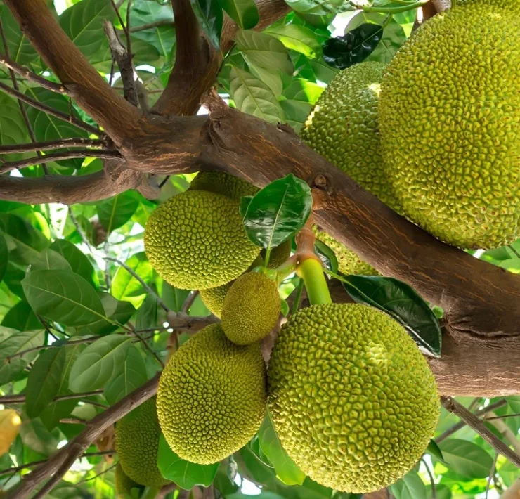 durian vs jackfruit