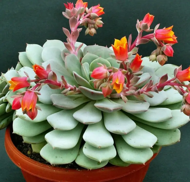 Echeveria flowering process