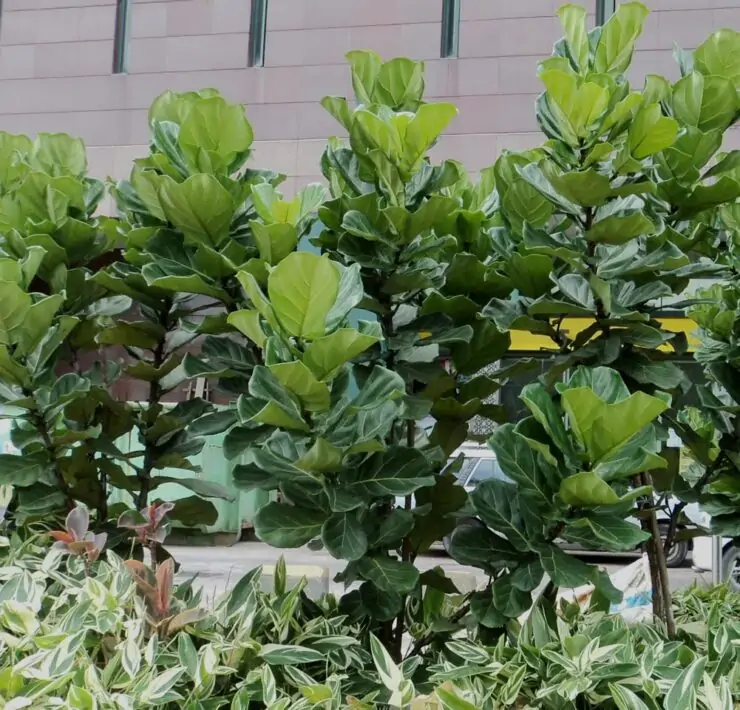 Ficus Lyrata Fiddle Leaf Fig Outdoors