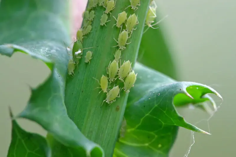 aphids on green plant