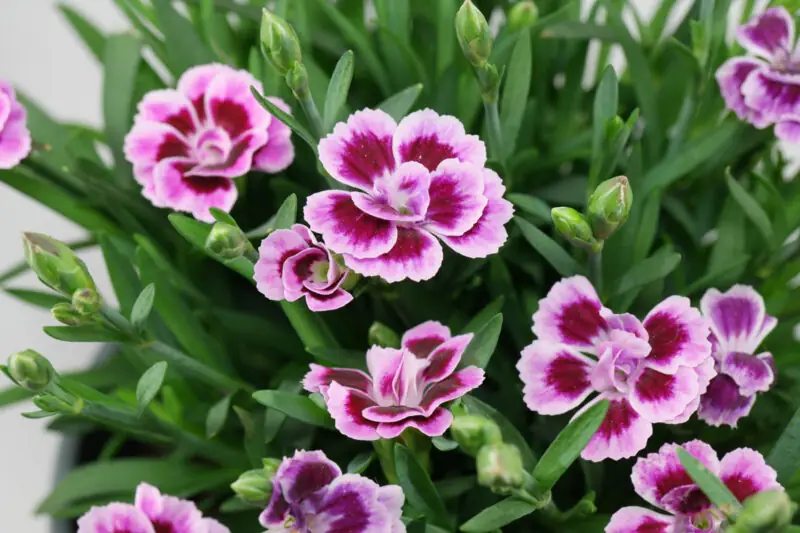 14 Flowers That Look Like Carnations and Dianthus