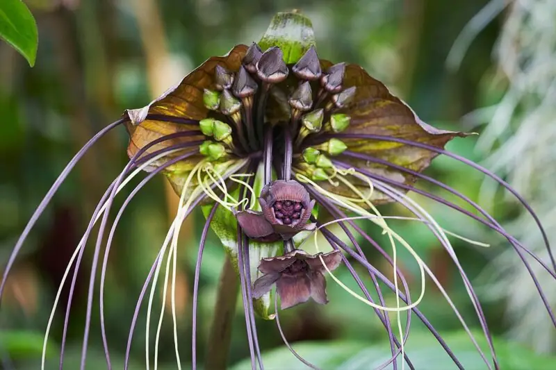 The Black Bat Flower