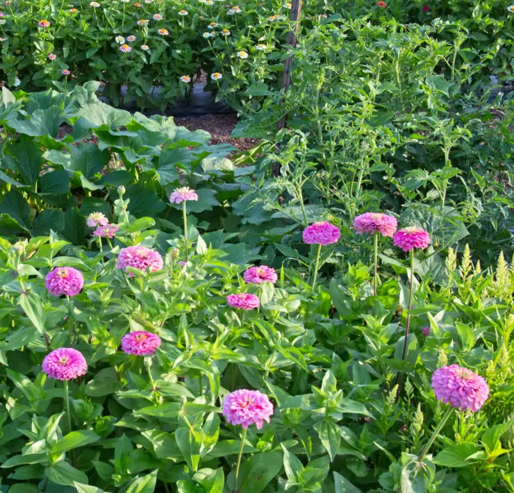 flowers to plant in a vegetable garden