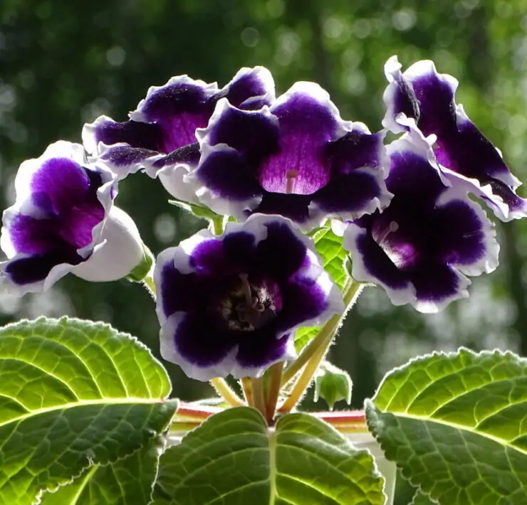 gloxinia