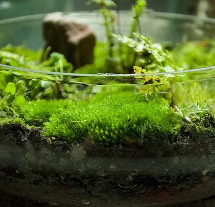 Growing Moss Indoors