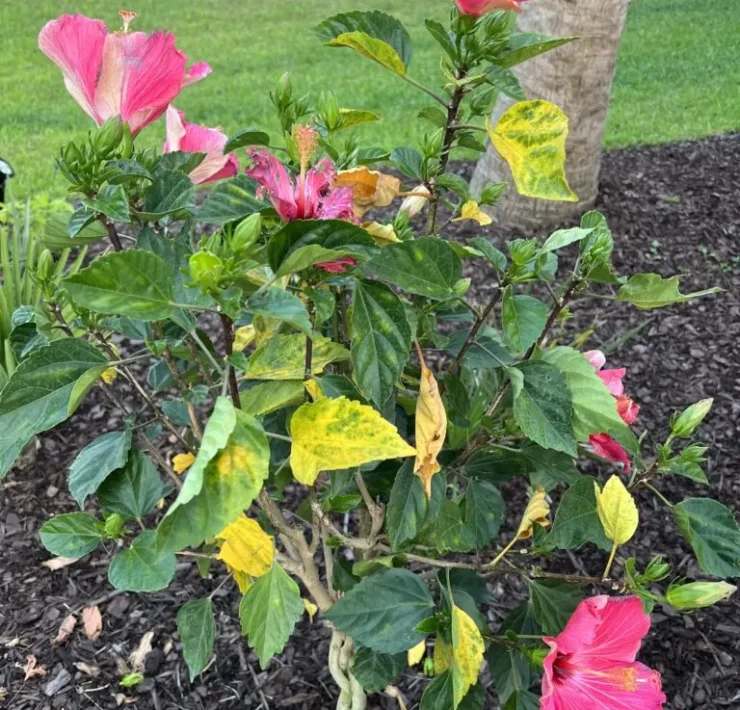 hibiscus leaves yellow