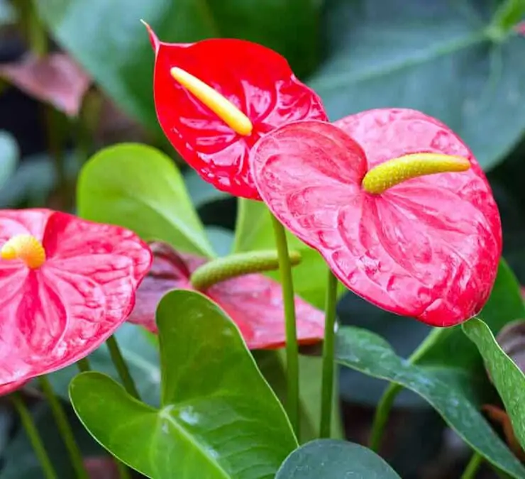 anthurium plants flamingo flower