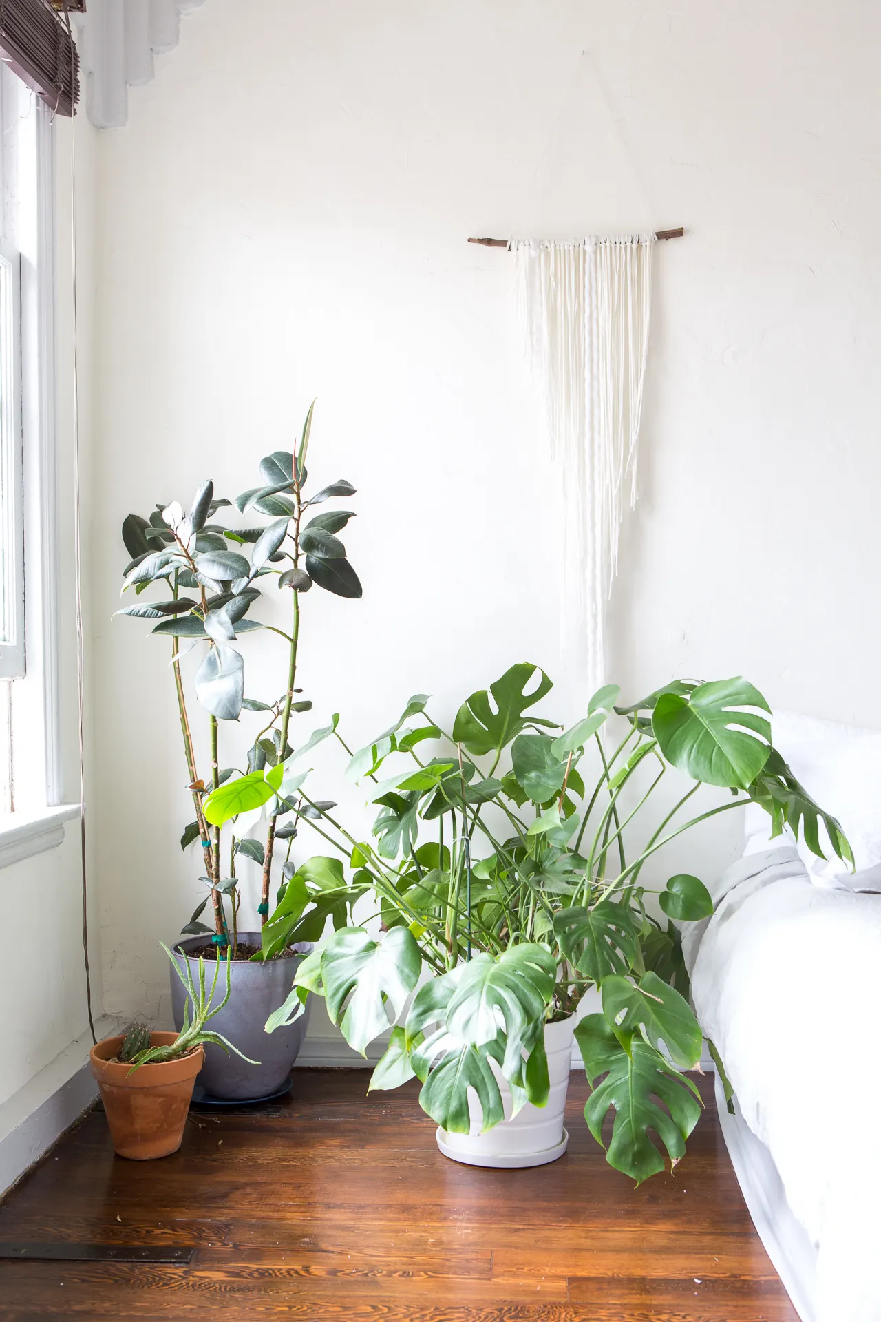 How Much Light Does Monstera Need