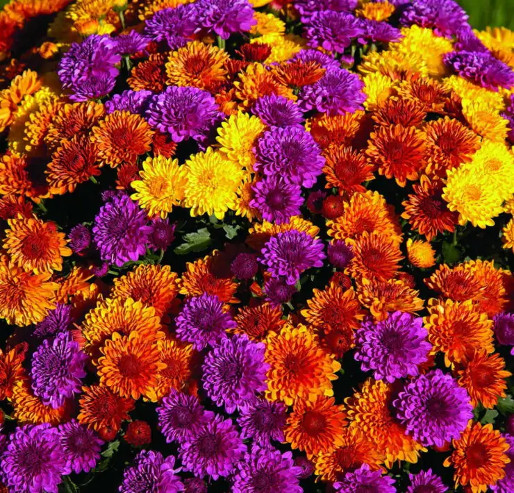 How Often to Water Mums