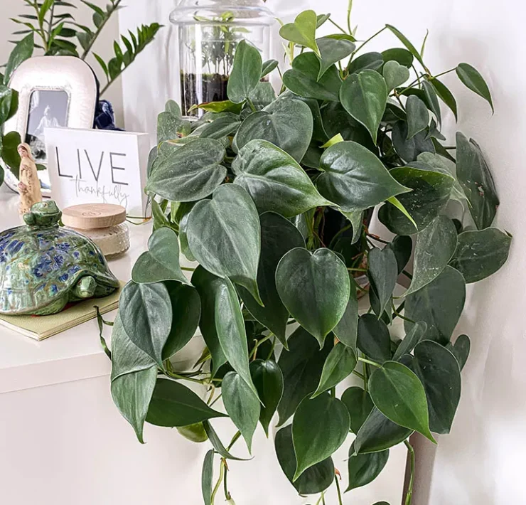 how to care for a philodendron plant