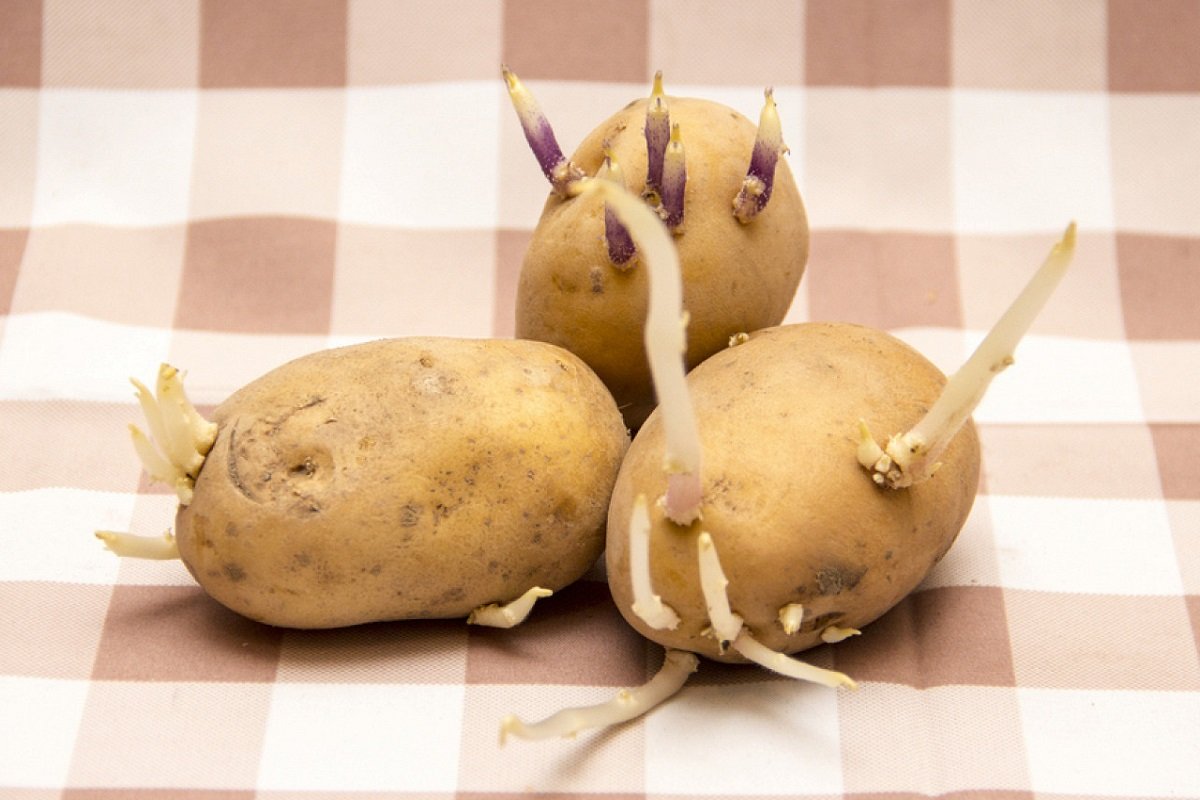 Can You Eat Sprouted Potatoes?