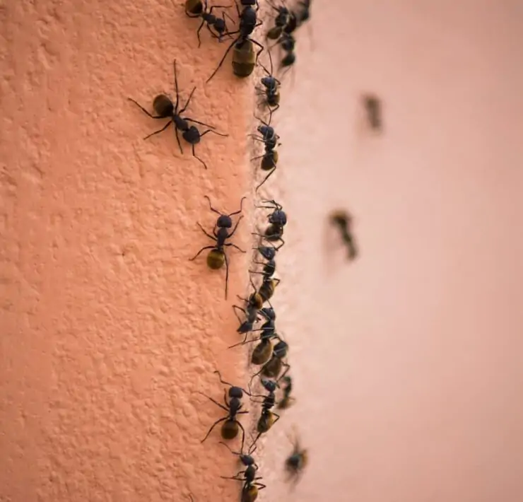 how to get rid of ants in a bathroom