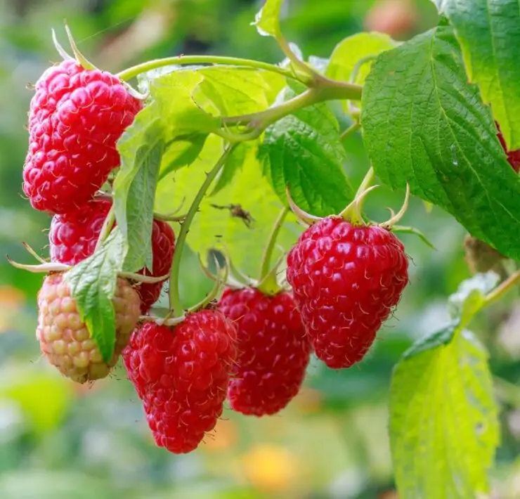 raspberries plant