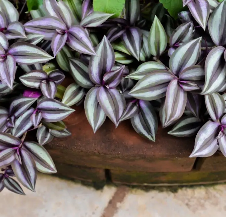 wandering jew plant