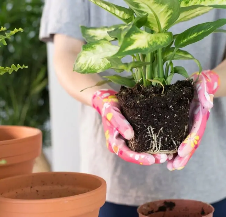 how to repot monstera