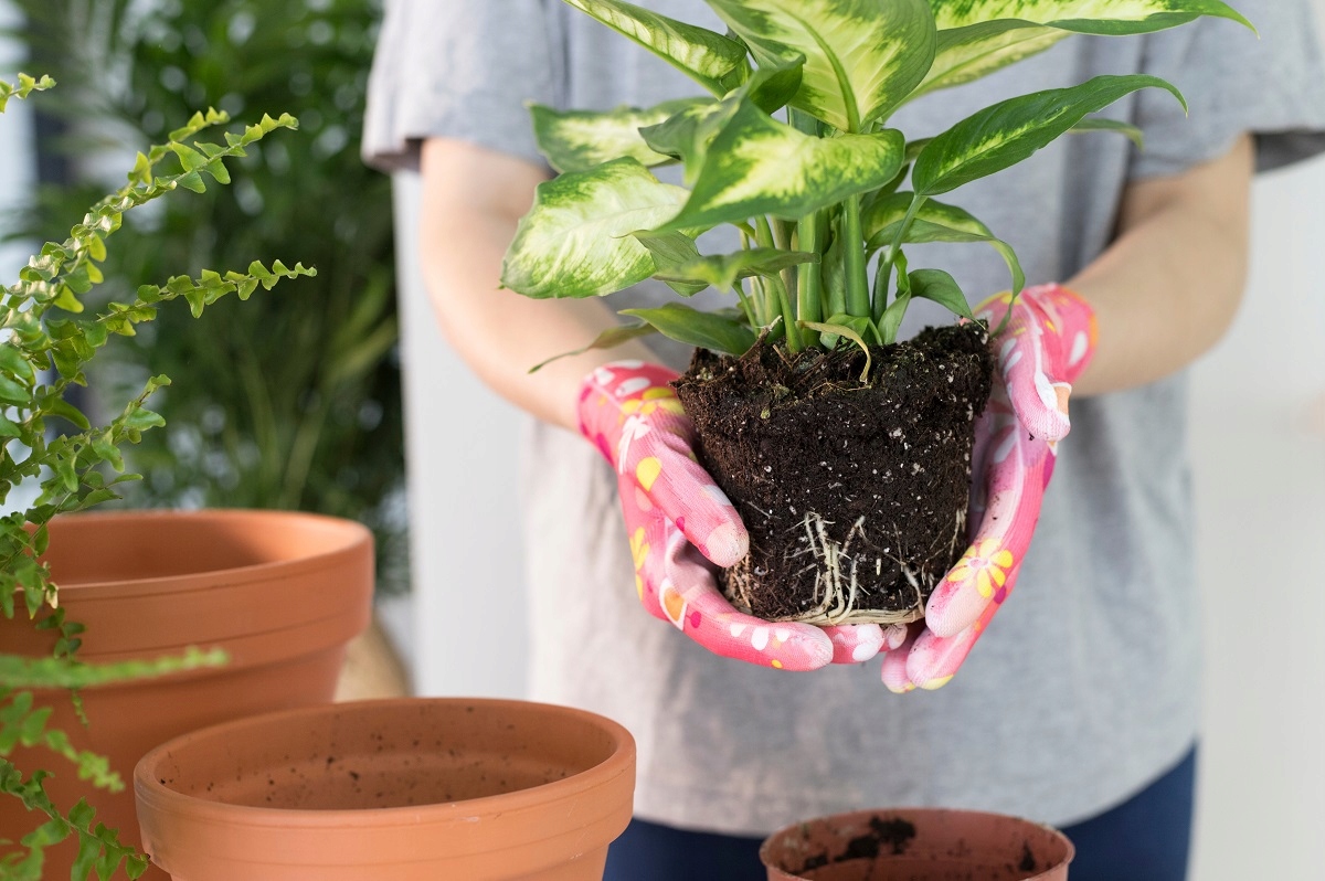 How to Repot a Monstera Plant: A Step-by-Step Guide