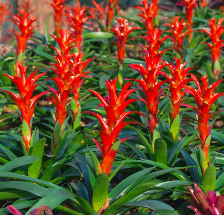 how to water bromeliads