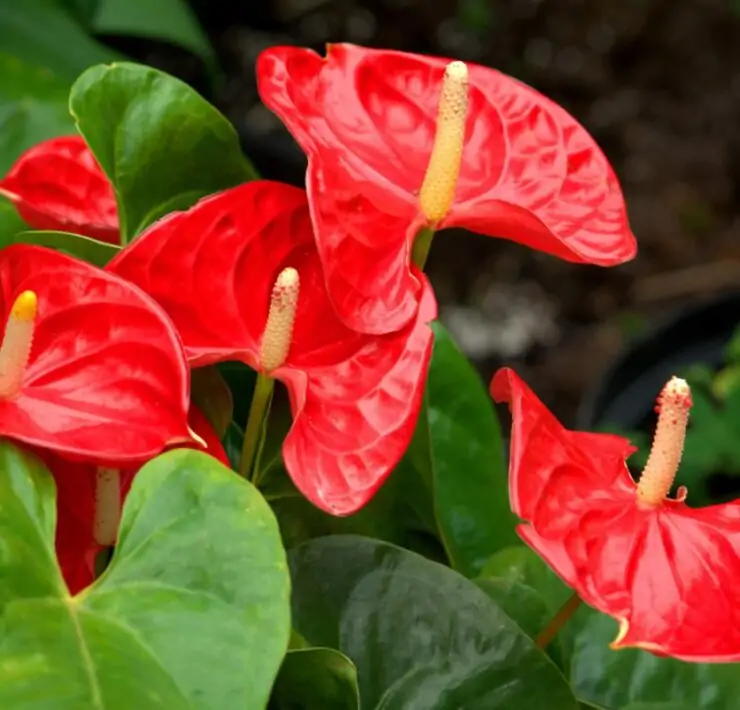 is anthurium toxic to cats