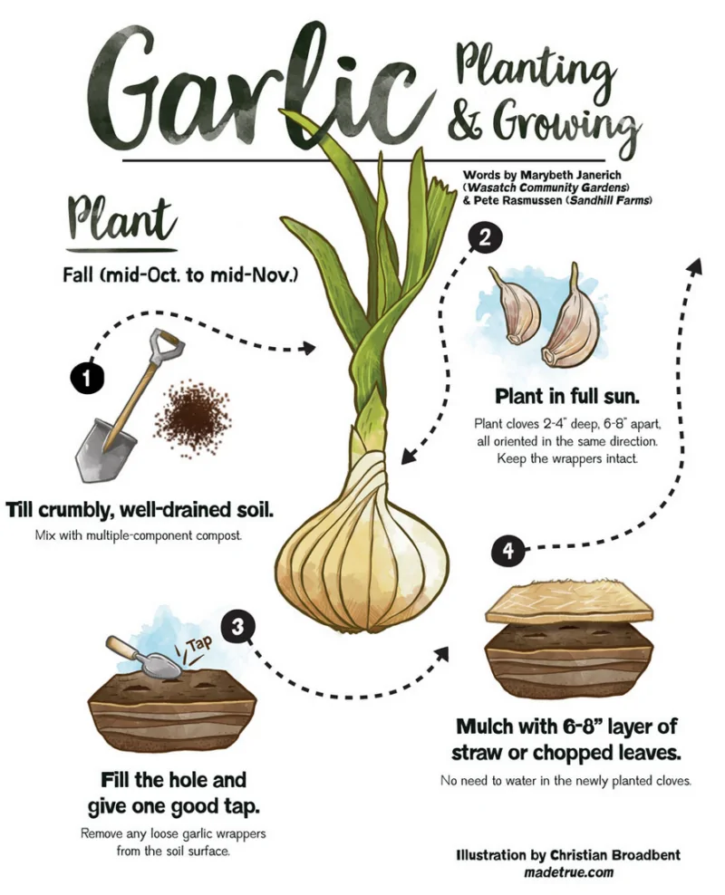 garlic planting and growing