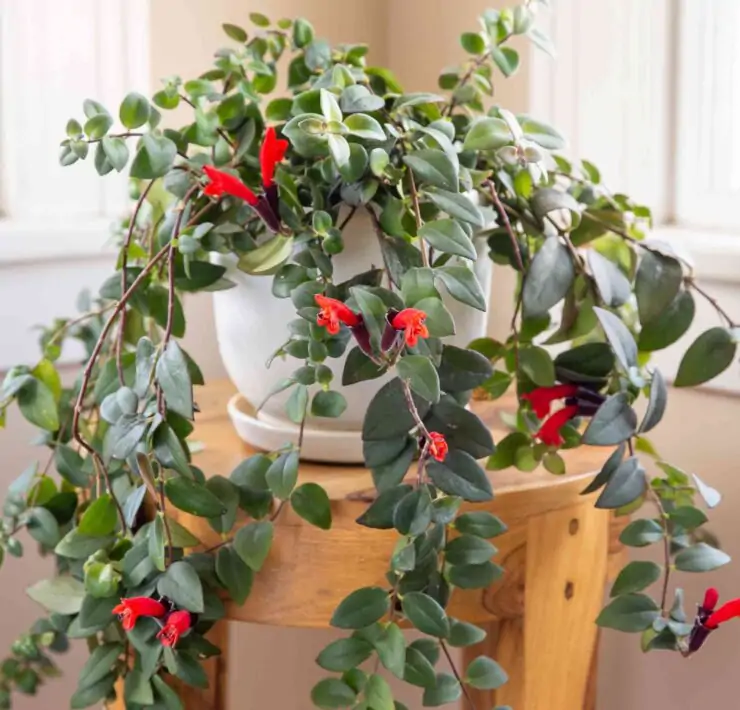 low light hanging plants