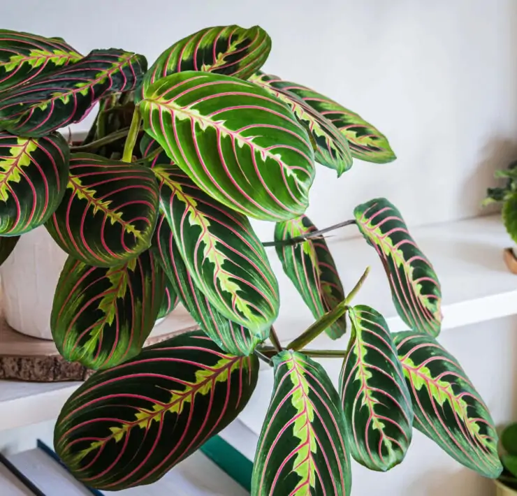 prayer plant leaves curling