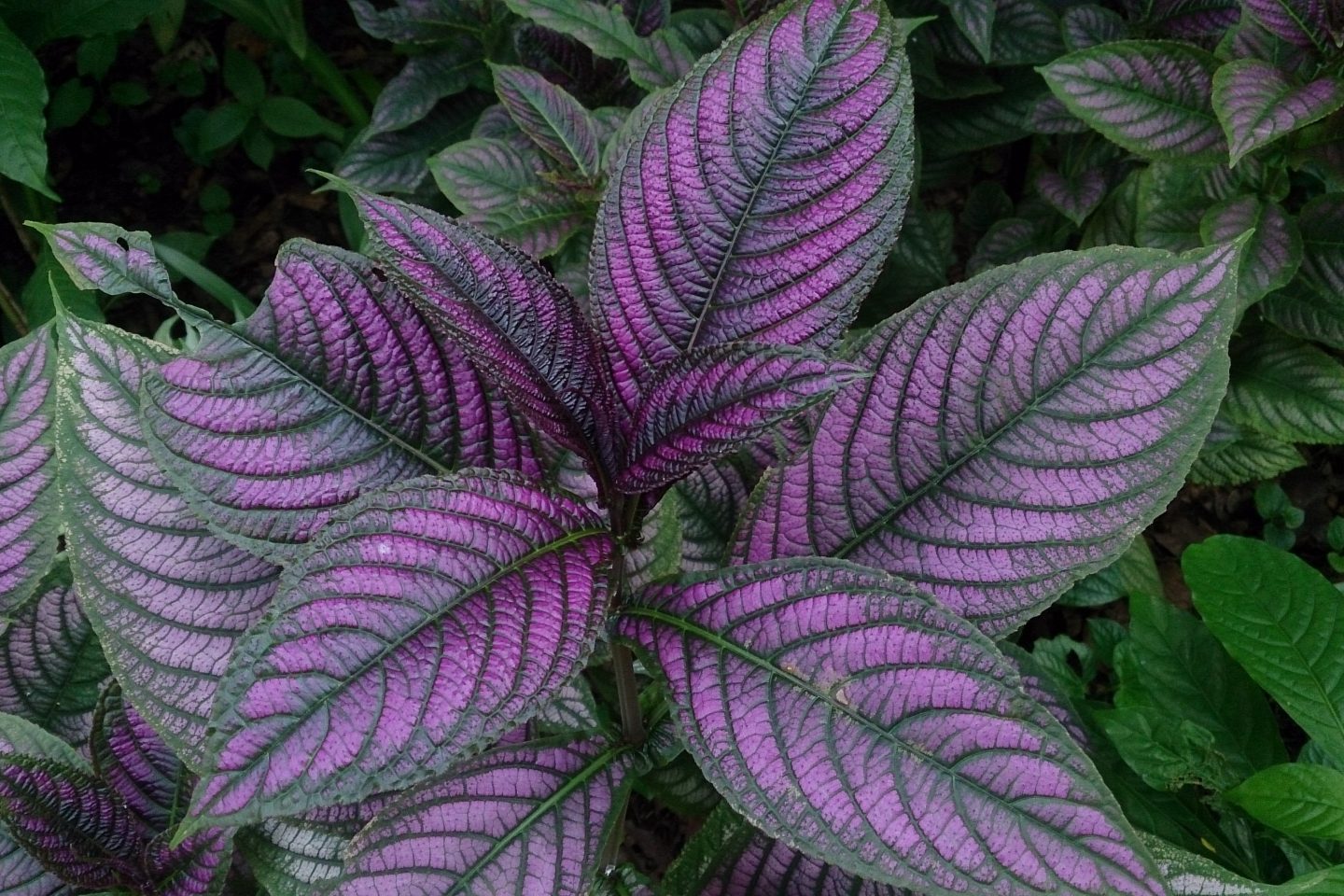 19 Purple Leaf Indoor Plants