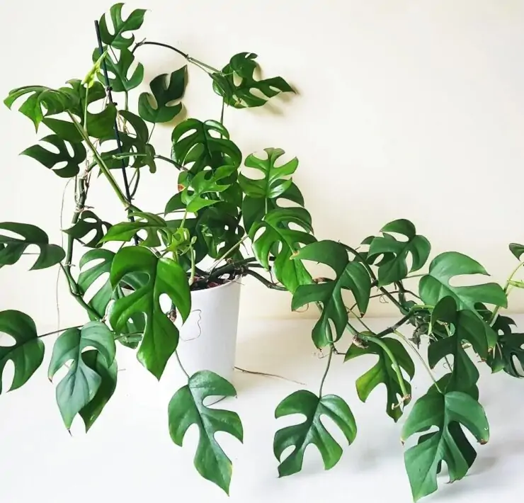 Rhaphidophora Decursiva in pot indoor