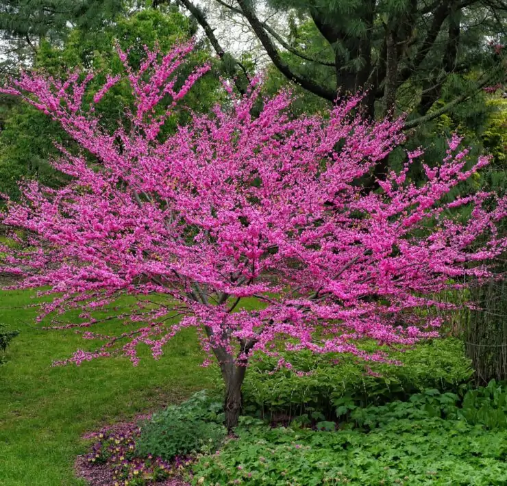 Cercis canadensis small tree with non invasive root