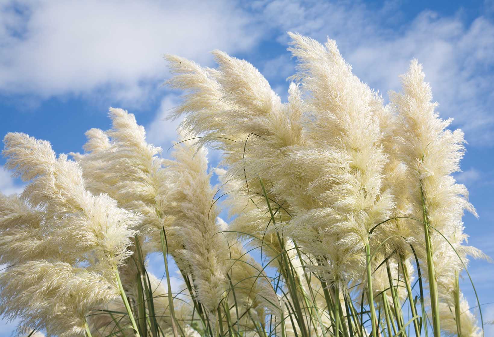 Ornamental Grass: Perennial Tall Grass Adds Texture to Your Garden