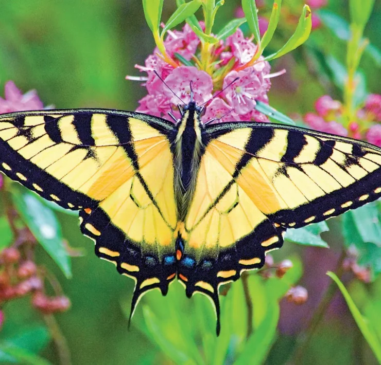 Eastern Tiger Swallowtail Butterfly