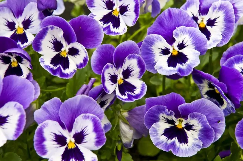 Viola vs Pansy: Uncovering the Differences and Choosing the Best