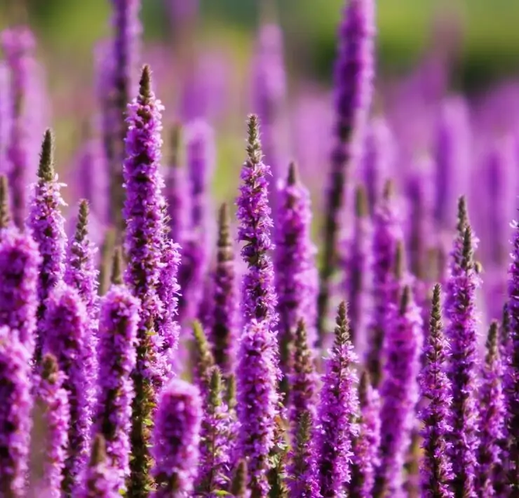 weed with purple flowers