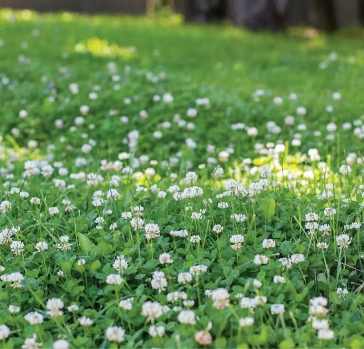 great amount of clover in grass