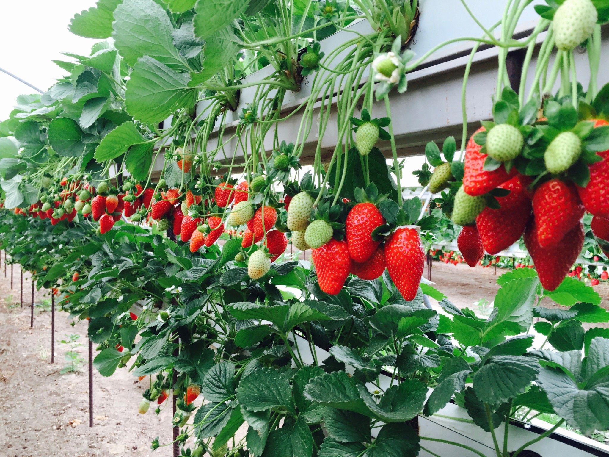 What Are Hydroponic Strawberries Really About?