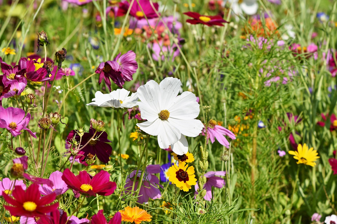 What are Wildflowers: Comprehensive Guide on Types of Wildflower