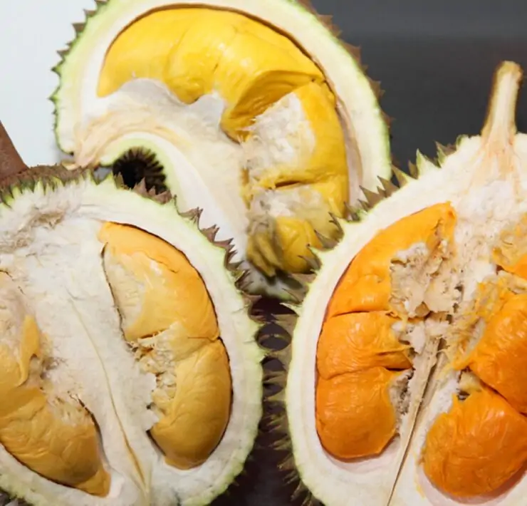 durian fruit