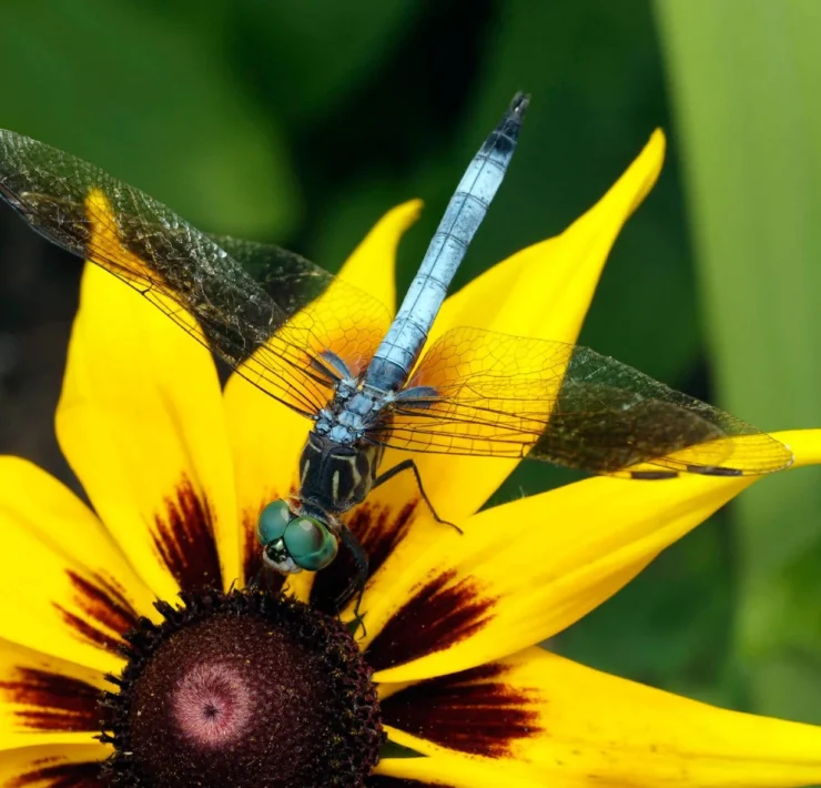 what plants attract dragonflies