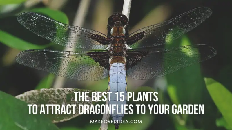 what plants attract dragonflies