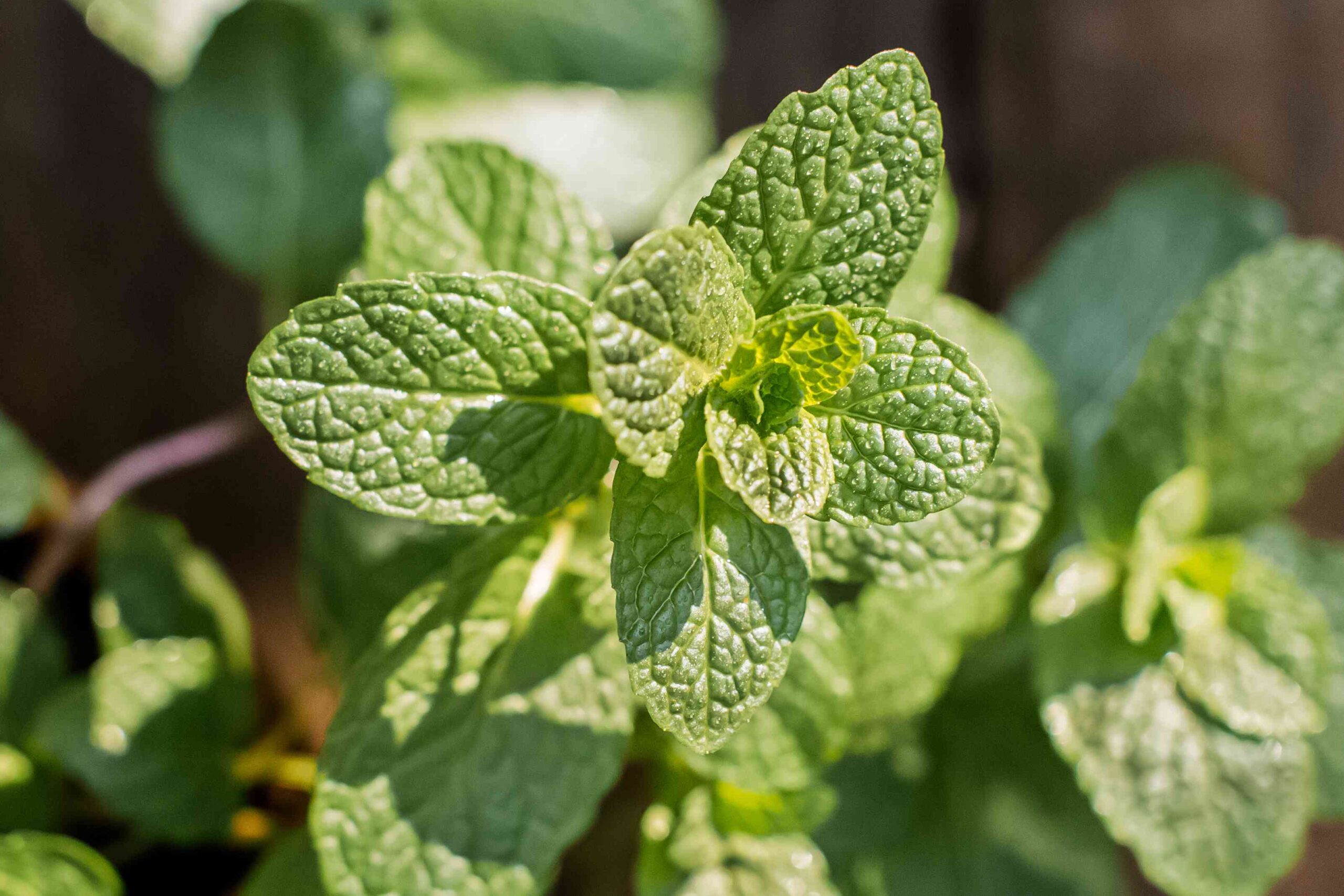 white-spots-on-mint-leaves-in-your-garden-causes-and-treatment